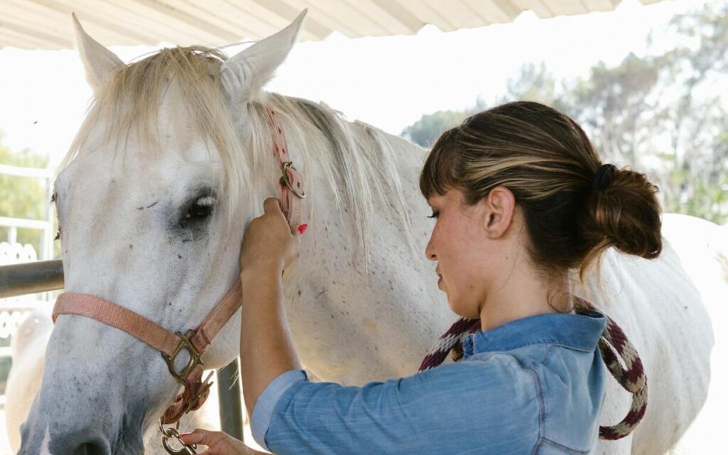 A woman attentively grooms a white horse in an outdoor stable area.
